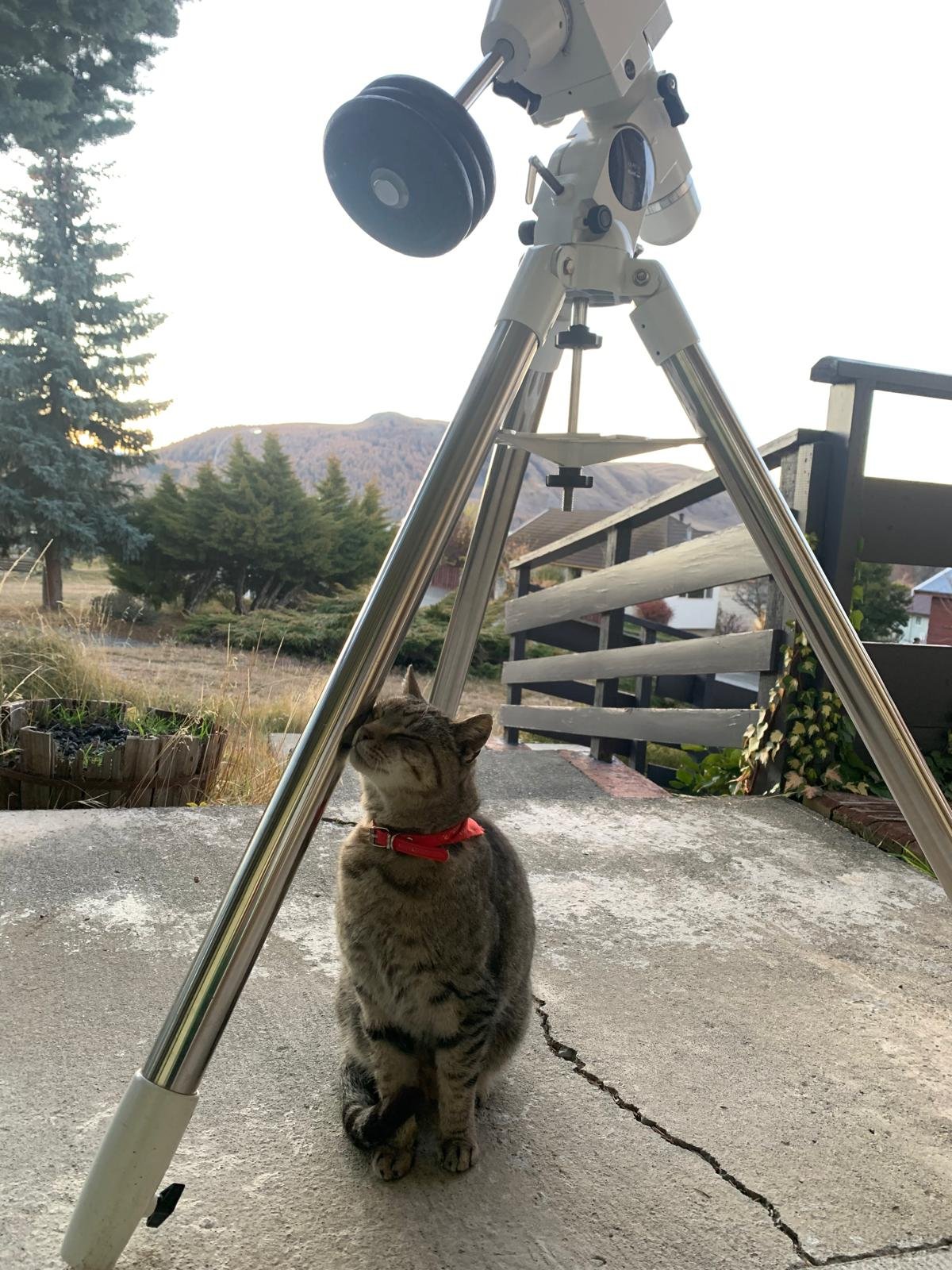 Astro/Zen Cat from Stargaze Mackenzie, playful mascot with stargazing gear